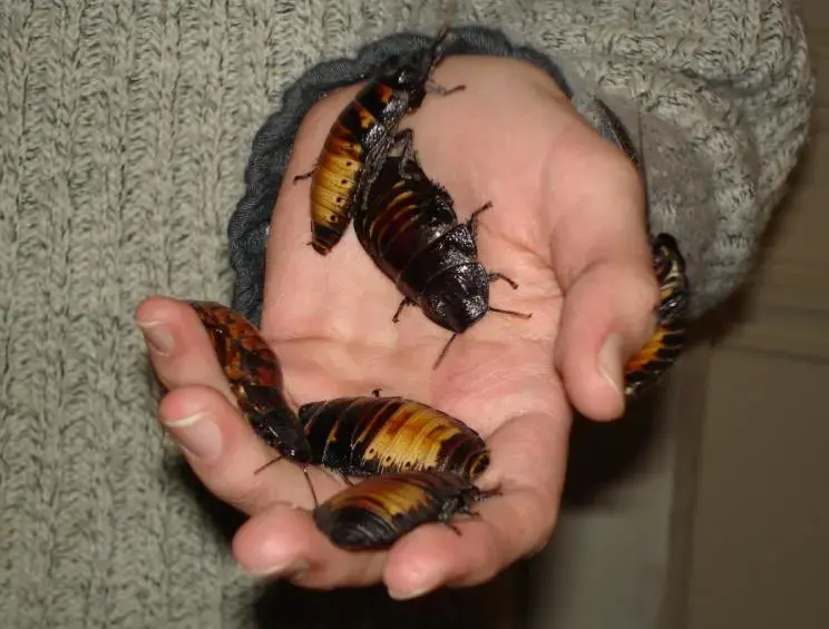 El calor favorece la aparición de cucarachas, pero olores como el vinagre o el laurel pueden ayudar a mantenerlas alejadas. Foto: Archivo