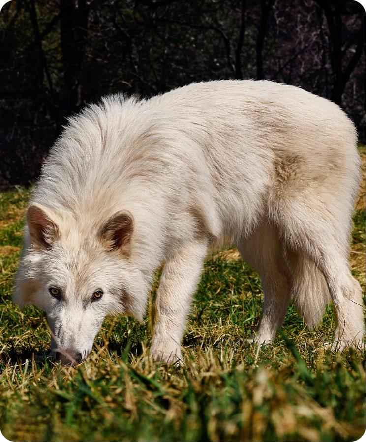 sdsaf Uno de los cachorros de cinco meses exhibe el tamaño y el pelaje atribuidos al lobo terrible, aunque no pertenece a la especie original extinta. FOTO<b> </b>Cortesía Colossal Biosciences. 