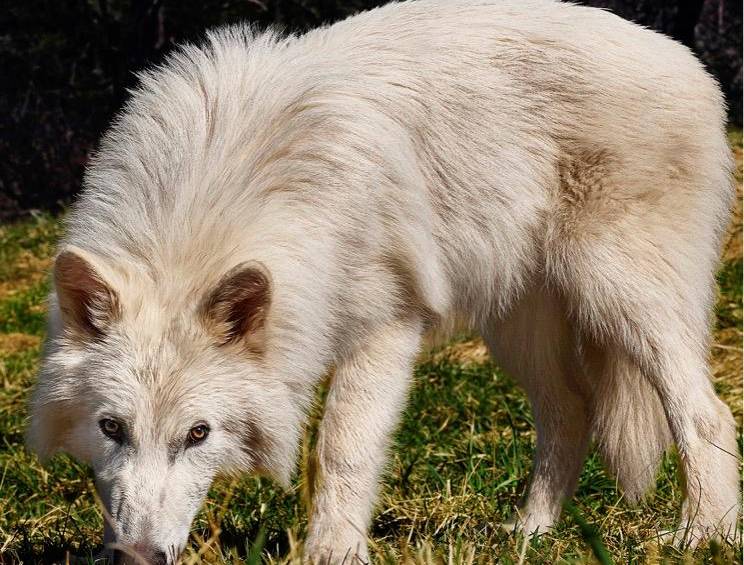 sdsaf Uno de los cachorros de cinco meses exhibe el tamaño y el pelaje atribuidos al lobo terrible, aunque no pertenece a la especie original extinta. FOTO Cortesía Colossal Biosciences. 