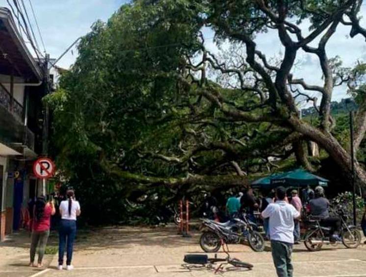 El samán del parque de Hispania ya presentaba problemas desde hacía meses. Nunca le hicieron intervención preventiva. FOTO: CORTESÍA