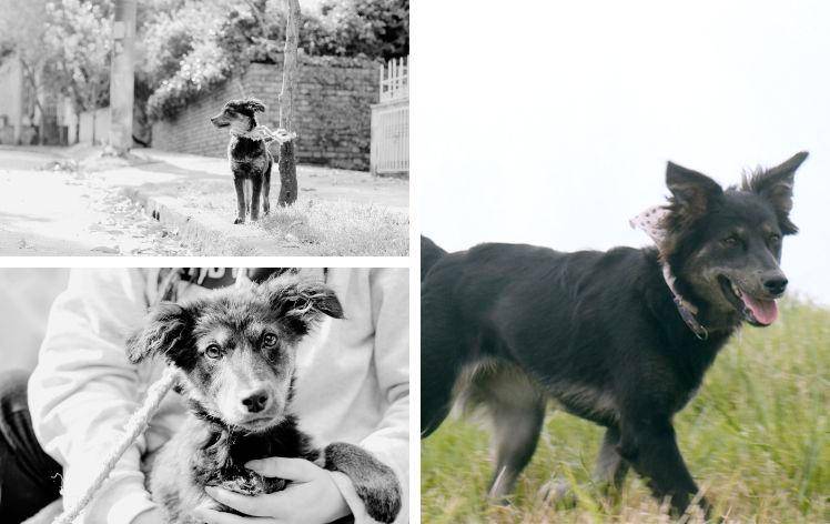 Nirvana, del abandono en las calles a la adopción responsable