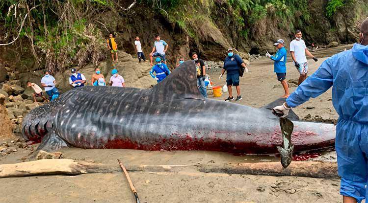 Un ejemplar de tiburón ballena encalló en las playas de Bahía Solano, Chocó. Foto: Codechocó