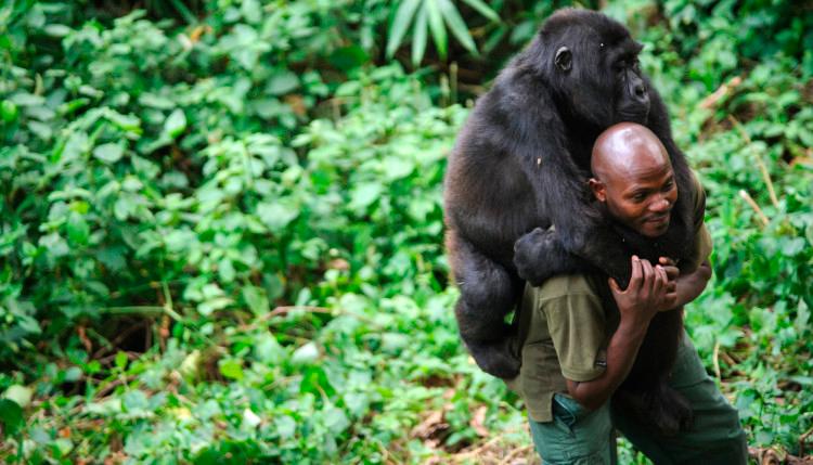Ndakasi al lado de su cuidador y amigo de siempre, André Bauma compartían y se comunicaban con sonidos especiales. Foto: ONG Virunga.