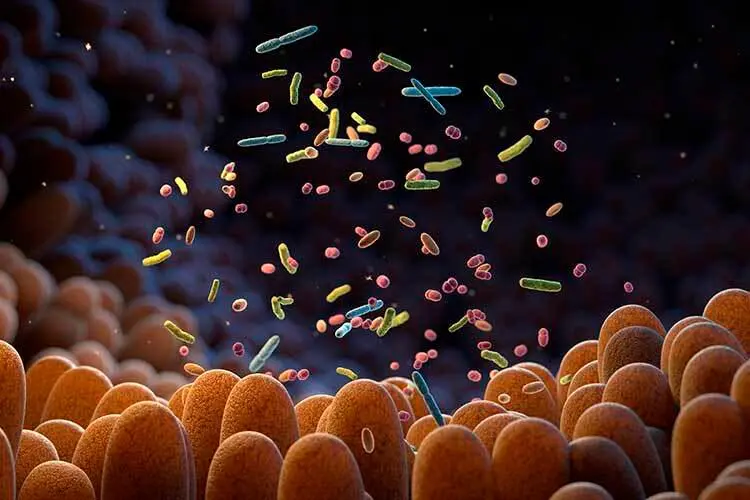 La diversidad de bacterias intestinales depende en gran medida de la alimentación, el uso de antibióticos y otros hábitos cotidianos que influyen en el equilibrio del sistema digestivo. FOTO Getty 