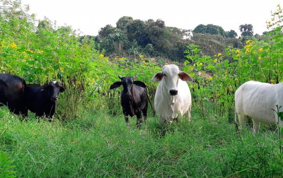 Según Fedegán, la ganadería contribuye con el 1,6 % del Producto Interno Bruto (PIB). FOTO cortesía