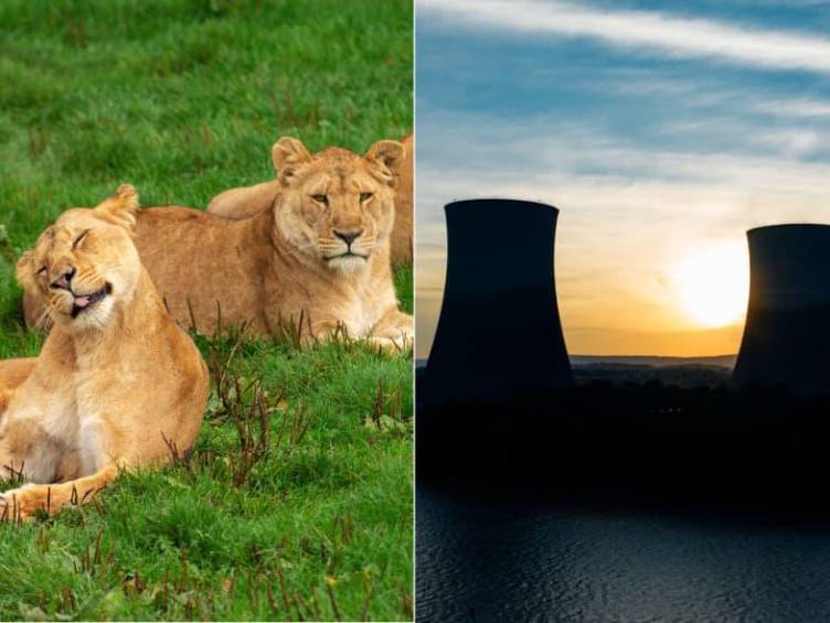 Ambos casos reflejan el impacto del calor extremo sobre la fauna y la infraestructura crítica. FOTO: Pexels