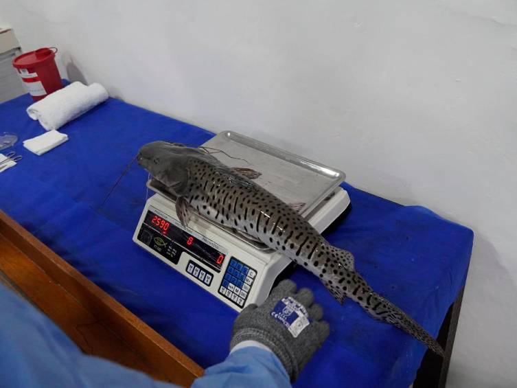 Los bocachicos y los bagres rallados son las dos especies de peces más comunes entre las actividades comerciales de la población de zona de interés de Hidroituango. FOTOS Cortesía EPM