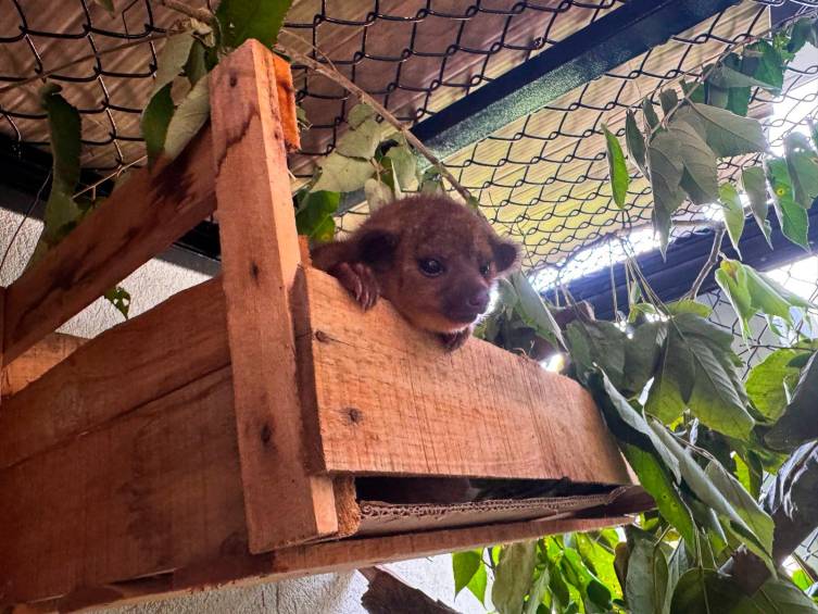 Rescataron un perro de monte que llevaban en una caja de cartón por las calles de El Poblado