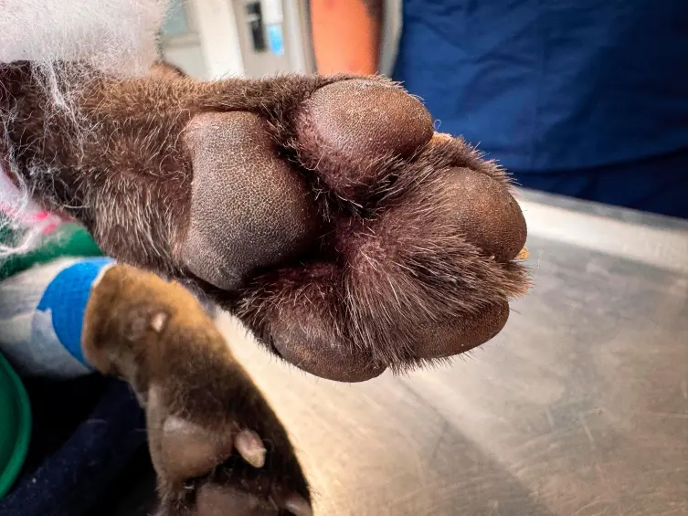 Zorro perro fue arrollado en Barbosa y el conductor se voló: van 380 animales atropellados en el Valle de Aburrá