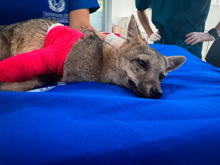 Zorro perro fue arrollado en Barbosa y el conductor se voló: van 380 animales atropellados en el Valle de Aburrá