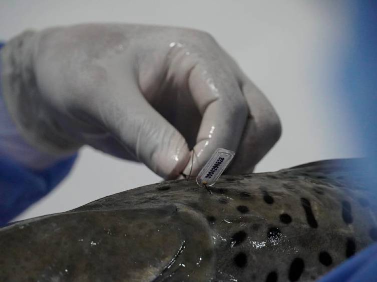 Introducen chips a peces del río Cauca, en zona de Hidroituango, para monitorearlos y lograr su conservación