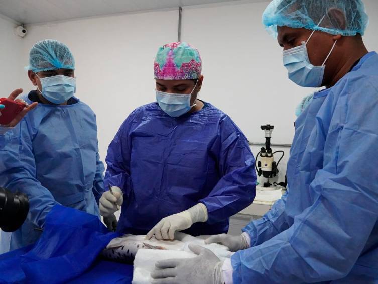 Introducen chips a peces del río Cauca, en zona de Hidroituango, para monitorearlos y lograr su conservación