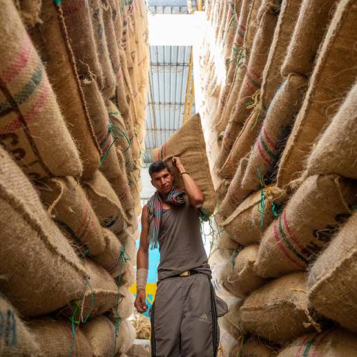 En agosto se presentó una disminución del 30,3% en las exportaciones de café. FOTO CAMILO SUÁREZ