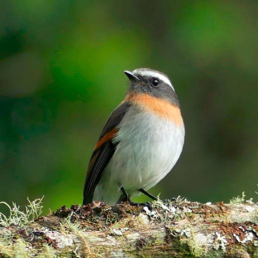 La <i>Ochthoeca rufipectoralis</i>, es una de las 1.966 especies que convierten a Colombia en el país con mayor diversidad de aves en el mundo. Foto: Cortesía Instituto Humboldt