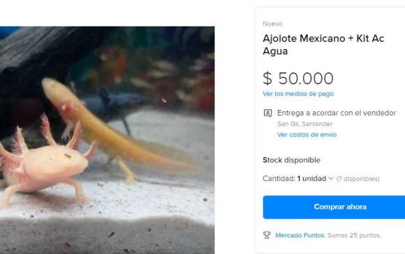Estos ajolotes mexicanos se comercializan en la web. Usted puede ayudar: no los compre.