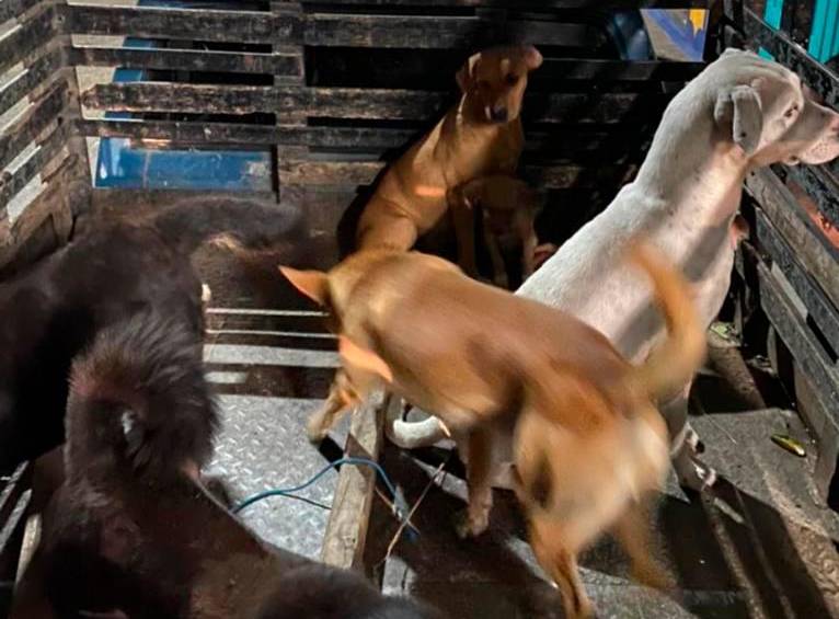 Esta es la imagen que consiguió la Fiscalía para demostrar el momento en que trasladaron a los perros para usarlos en cirugías veterinarias ilegales. FOTO: Fiscalía