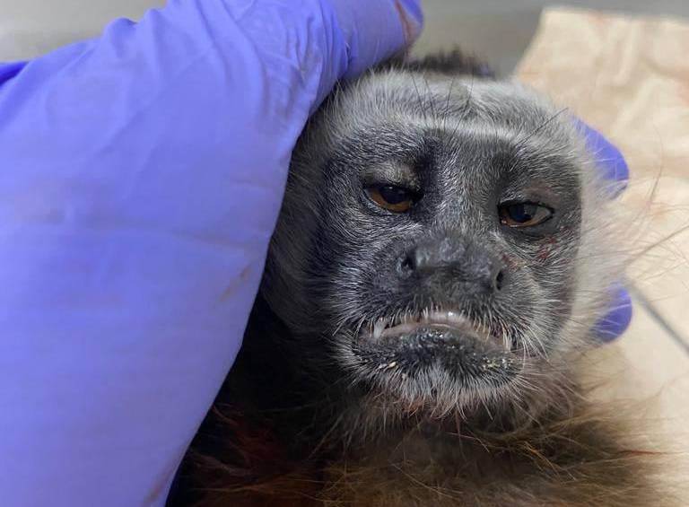 El rostro del primate reflejaría el sufrimiento que vivió antes de su muerte tras ser víctima de un ataque con arma de fuego. FOTO CORTESÍA CORNARE
