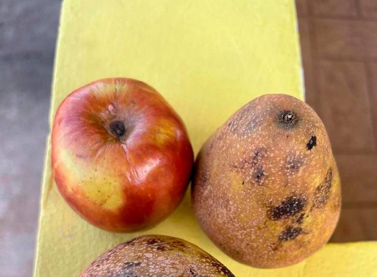 En sus visitas, la Contraloría también encontró frutas que habían sido entregadas en mal estado. FOTO Contraloría