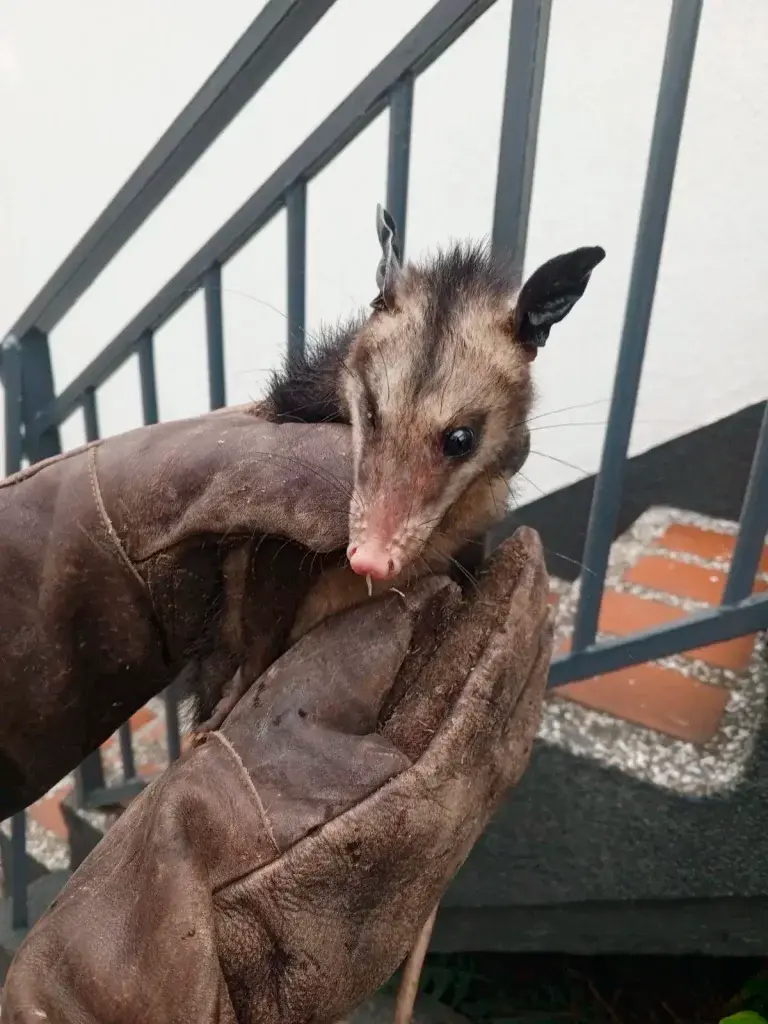 Esta es la zari que irrumpió en el motel, por sus características se observa que es una zari comun <i>Didelphis marsupialis. </i>FOTO: CORTESÍA