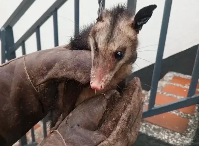 Esta es la zari que irrumpió en el motel, por sus características se observa que es una zari comun Didelphis marsupialis. FOTO: CORTESÍA