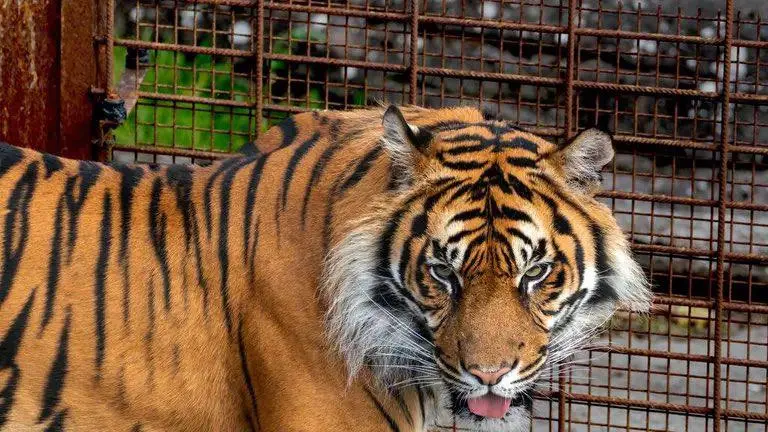 Zoológico de Dinamarca desató polémica tras pedir donaciones de mascotas para alimentar a sus depredadores: esto respondieron