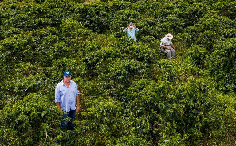 La Federación Nacional de Cafeteros desplegó 400 ingenieros agrónomos para identificar las afectaciones en las zonas cafeteras. FOTO: MANUEL SALDARRIAGA