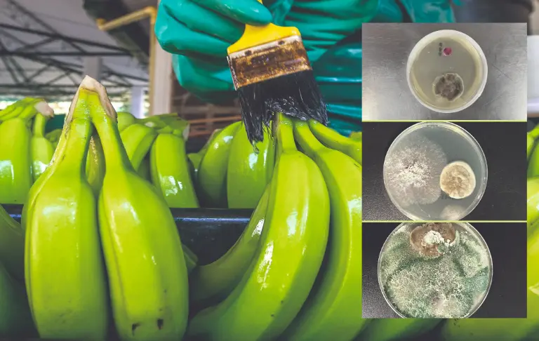 Con el cultivo de hongos en laboratorio, están creando un bioinsumo para combatir la sigatoka negra. Foto: Juan Antonio Sánchez y cortesía