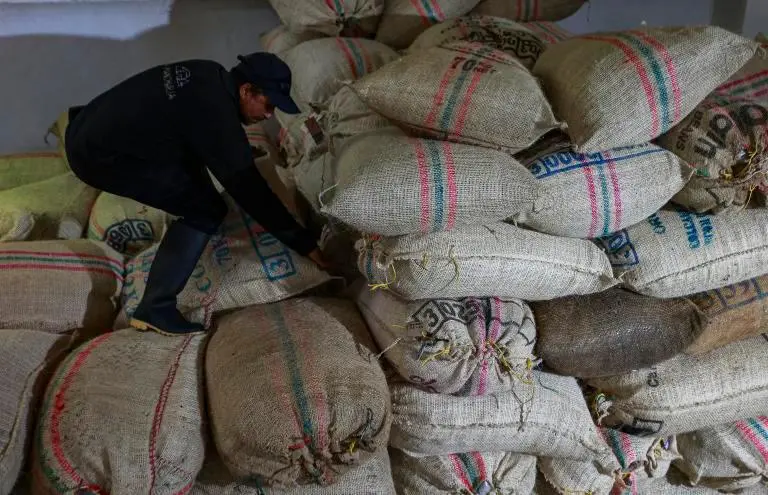 El ciclo bienal del cafeto y las lluvias del primer semestre explican la menor producción de café en 2025. FOTO: EL COLOMBIANO