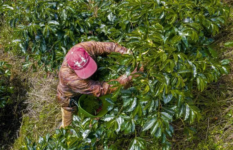 Caficultor en una finca de Fredonia, Suroeste antioqueño, uno de los municipios cobijados por las Appa del Gobierno Nacional. FOTO: Manuel Saldarriaga Quintero