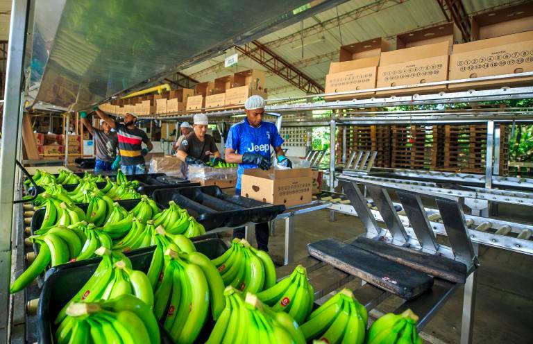El crecimiento estuvo liderado por el café, el banano y el oro no monetario, mientras el petróleo cayó 7,2%. FOTO: CAMILO SUÁREZ