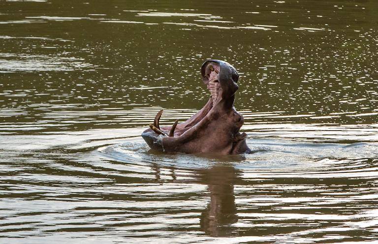 En Puerto Triunfo, han reportado casos de ataques de hipopótamos contra personas. Además, en la vía Medellín-Bogotá han ocurrido diversos accidentes con estos animales. FOTO: Camilo Suárez Echeverry
