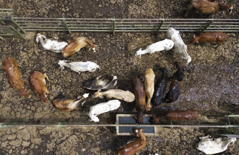 Este miércoles 20 de mayo, delegados de Ministerio de Agricultural, del ICA y de la Mesa Ganadera de Antioquia se reunirán en la Feria del Ganado para buscar una salida al problema. Foto: Manuel Saldarriaga Quintero
