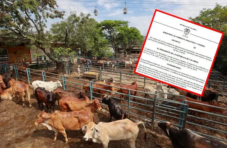 El Gobierno busca aumentar la oferta interna de ganado para frenar el alza en la carne. FOTO: MANUEL SALDARRIAGA
