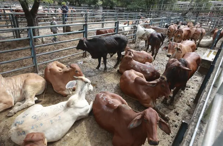 La reunión estaba prevista para el miércoles 20 de mayo en la Feria de Ganados de Medellín. Foto: Manuel Saldarriaga Quintero