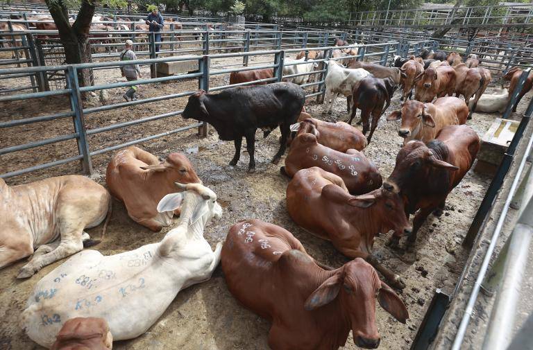 La reunión estaba prevista para el miércoles 20 de mayo en la Feria de Ganados de Medellín. Foto: Manuel Saldarriaga Quintero