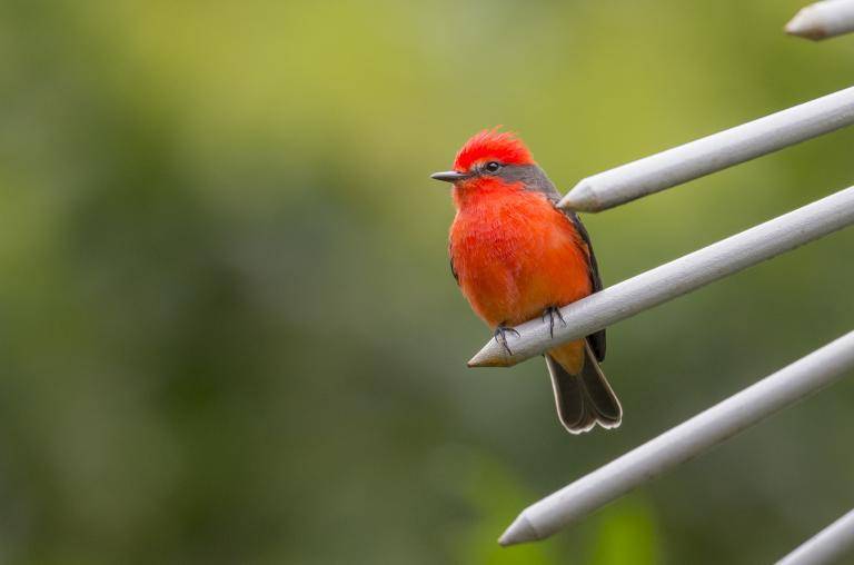 Según Birdfair Colombia, Cali es reconocida por ser la capital mundial de la salsa y ser la “ciudad de las aves”. Foto: Juan Antonio Sánchéz Ocampo.