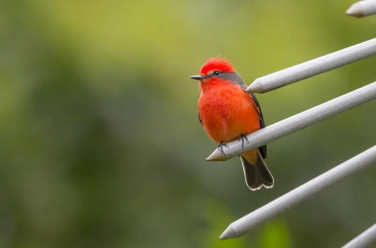 <span class="mln_uppercase_mln">Según</span><b><span class="mln_uppercase_mln"> Birdfair Colombia, Cali es reconocida por ser la capital mundial de la salsa y ser la “ciudad de las aves”. Foto: Juan Antonio Sánchéz Ocampo.</span></b>