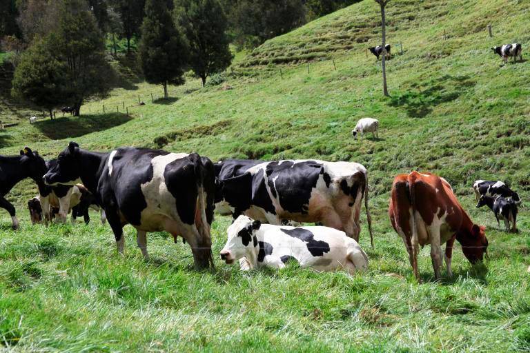Estados Unidos se mantiene como principal proveedor de productos lácteos. Analac pide identificar el origen de la materia prima y Fedegán solicita al Gobierno evaluar mecanismos de defensa comercial. FOTO EL COLOMBIANO