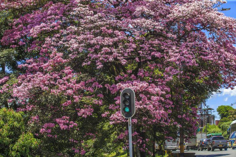 Los guayacanes son una de las especies de árboles más comunes. En el barrio Prado, 102 guayacanes sembrados en 1926 son patrimonio histórico de la ciudad. Foto: Andrés Camilo Suárez Echeverry