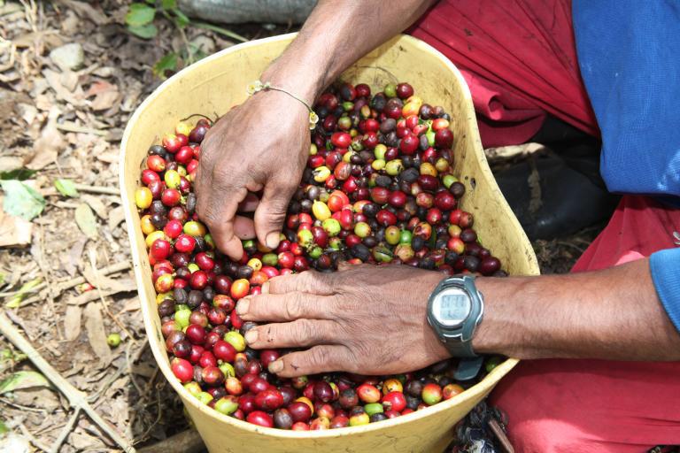 Huila, Cauca y Nariño son regiones reconocidas por sus cafés y por la importancia que tienen el origen y las características del grano. Foto: Fundación Julio C. Hernández.