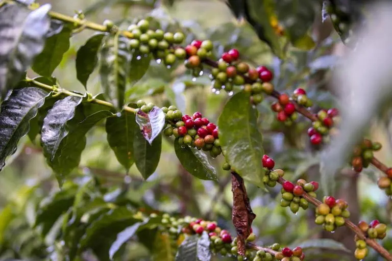 La iniciativa “Aroma entre Montañas” busca visibilizar a empresarios y emprendedores que combinan el cultivo del café con el turismo. FOTO: José Luis Arago, EL COLOMBIANO