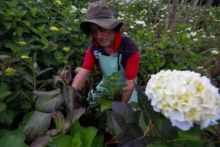 La Sabana de Bogotá concentra más del 70% de la producción de flores del país y es clave en los despachos de San Valentín. FOTO MANUEL SALDARRIAGA