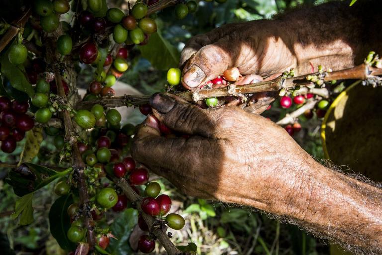 En temporadas de cosecha de café, los caficultores se ven más amenazados por extorsiones y otros delitos en su contra. Foto: Julio César Herrera E.
