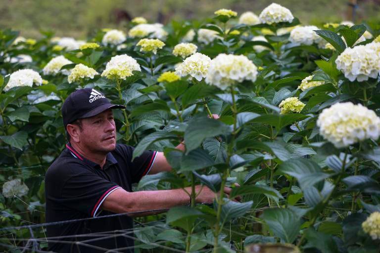 La floricultura genera más de 200.000 empleos y es una de las principales fuentes de trabajo formal femenino en el campo. FOTO: MANUEL SALDARRIAGA