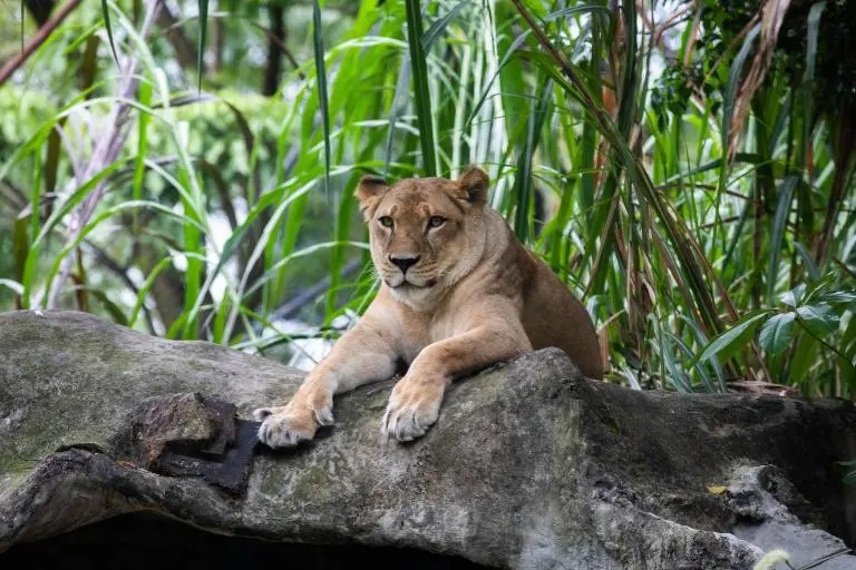 Zoológico de Dinamarca desató polémica tras pedir donaciones de mascotas para alimentar a sus depredadores: esto respondieron