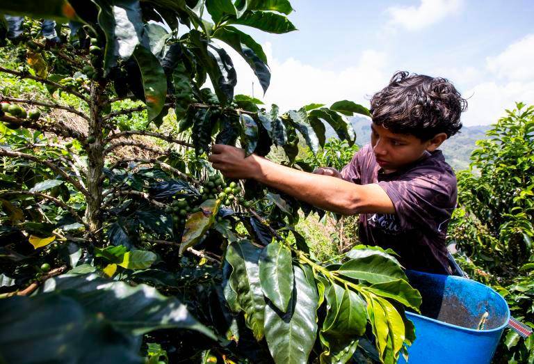 El sector exportador advierte que las altas temperaturas y el déficit de lluvias podrían afectar la producción de algunos de los principales productos agrícolas del país. FOTO EL COLOMBIANO