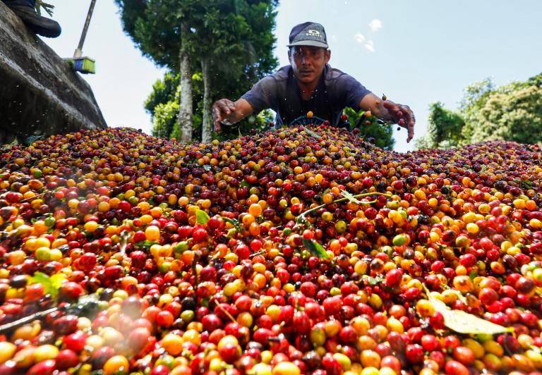 La producción cafetera colombiana alcanzó 869.000 sacos en febrero, una caída de 36% frente al mismo mes de 2025. FOTO: MANUEL SALDARRIAGA