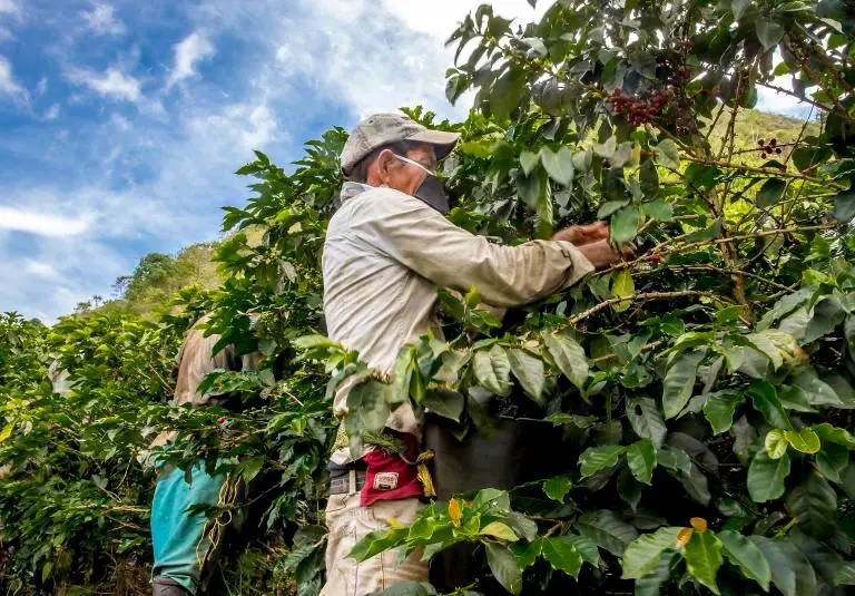 La producción de café en Colombia creció 14% en el último año, aunque octubre registró una caída del 10 % frente al mismo mes de 2024, según la Federación Nacional de Cafeteros. FOTO: JUAN ANTONIO SÁNCHEZ