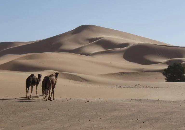 Lala Lallia mide 100 metros de alto y 700 metros de ancho. Es considerada una de las más grandes de la Tierra. En el desierto se desplaza 50 centímetros por año. Foto: Profesor C. Bristow. 