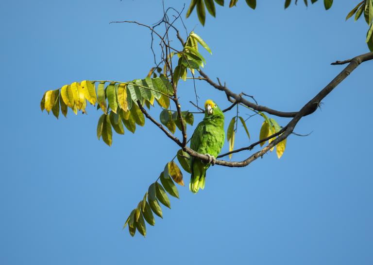Las aves más afectadas son las guacamayas, loros, pericos, lechuzas, búhos, mirlas, torcazas y garzas. FOTO: Andrés Camilo Suárez